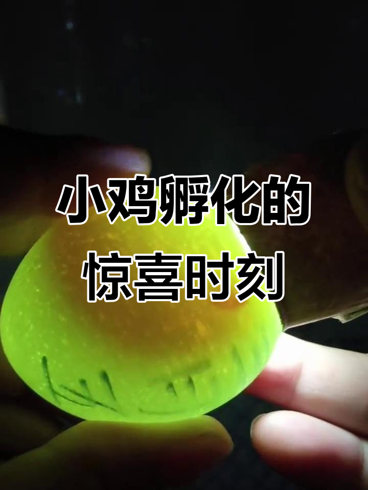 孵化小鸡第三天,五个蛋中两个失败,剩下的小黑鸡太可爱了