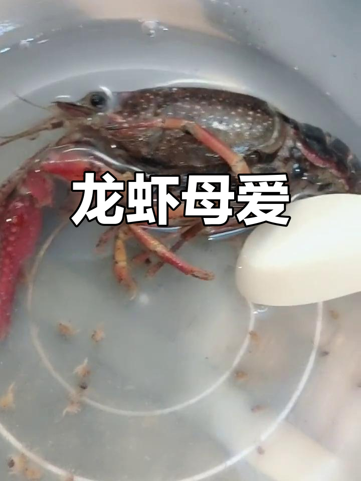 亲眼见证龙虾妈妈产子,生命瞬间消逝,令人动容