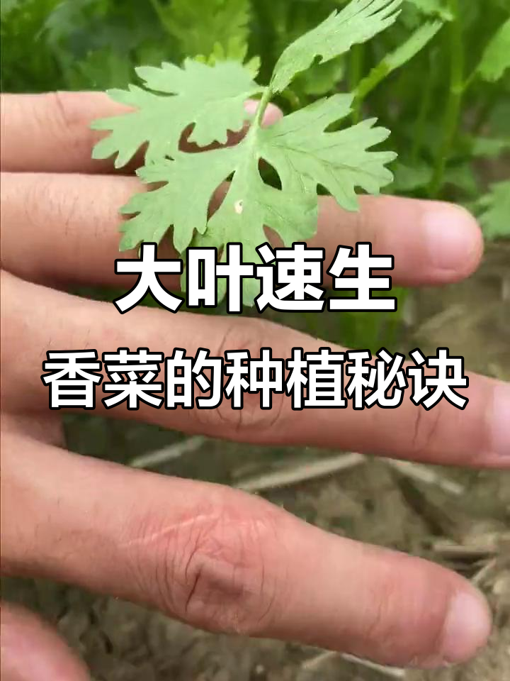 轻松种出大叶香菜,两步搞定!