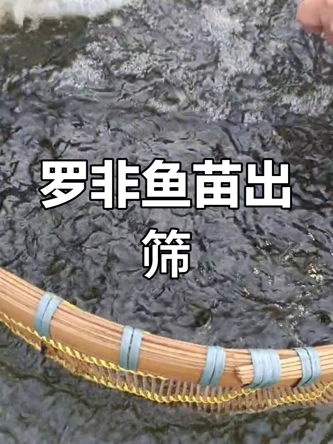 巨型罗非鱼苗筛选,800-1000条待选