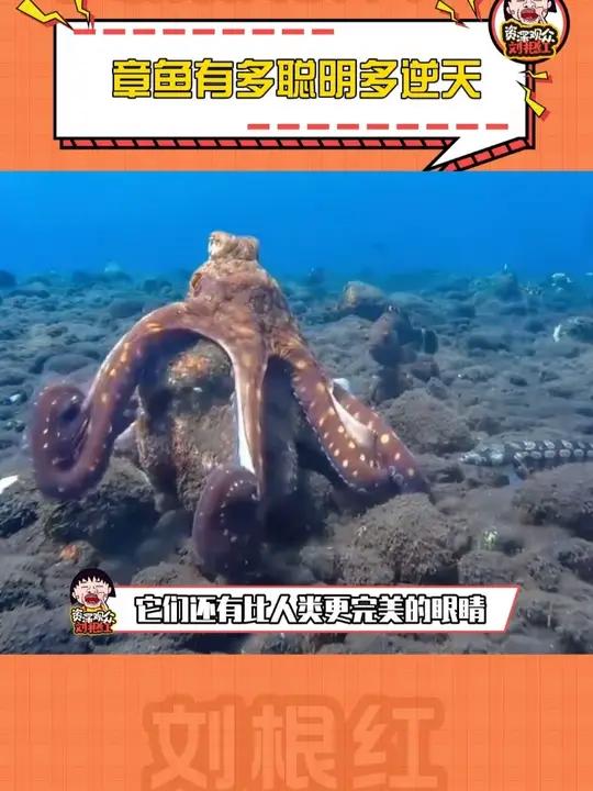 章鱼究竟有多聪明多逆天