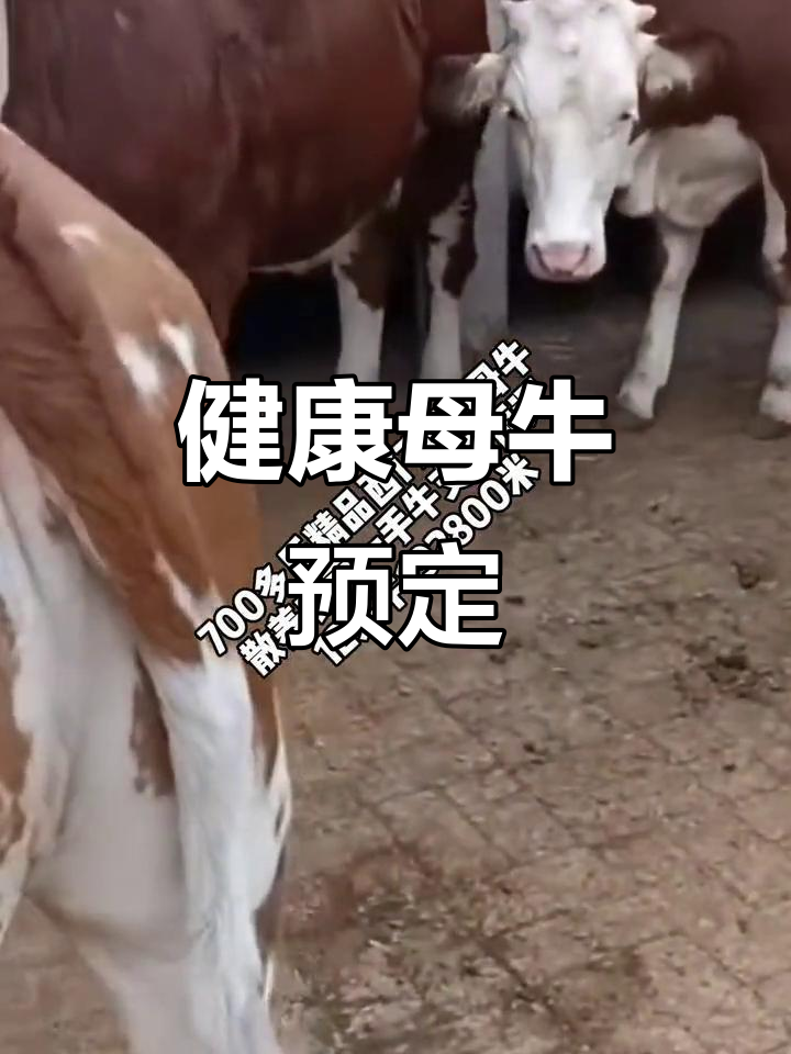 12头优质母牛,散养保证健康,预订即送!