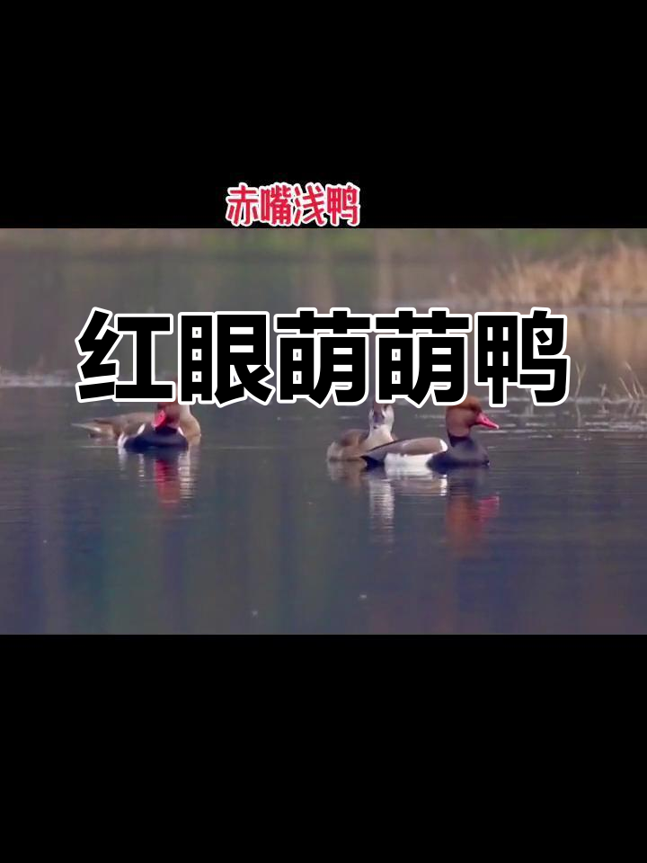 赤嘴潜鸭,红眼棕颈,萌态十足