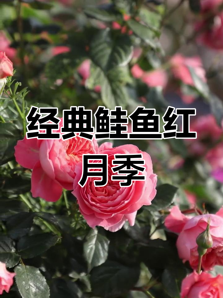 夏日花火:鲑鱼红月季的独特魅力