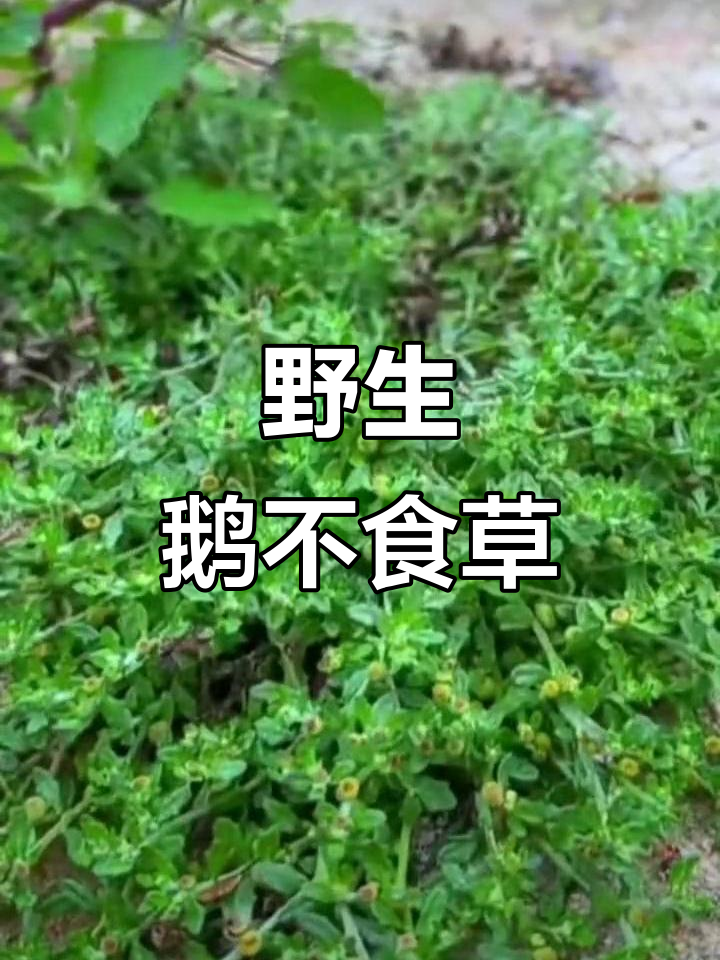 野生鹅不食草,新鲜干货500g包邮