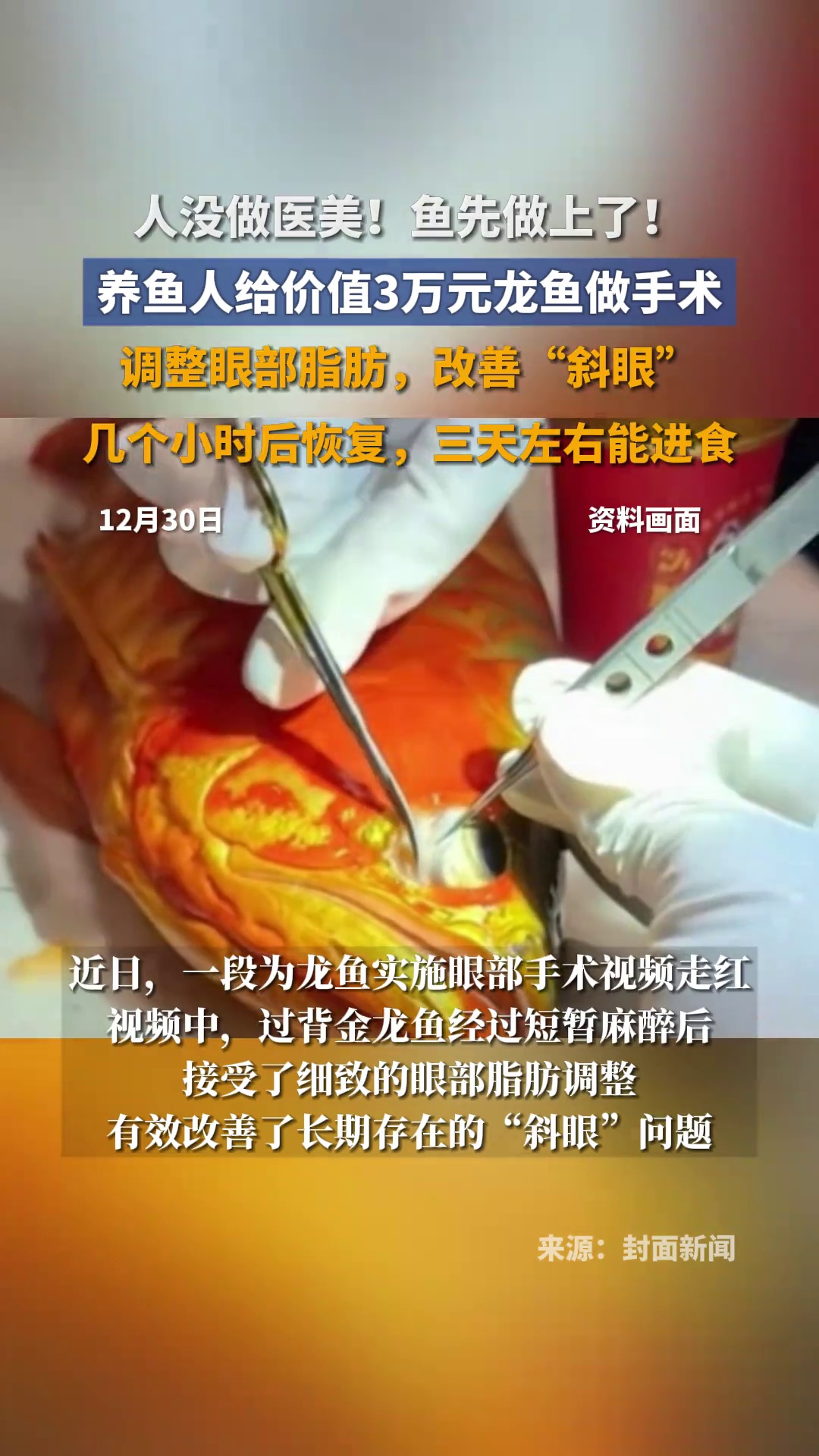 养鱼人给价值3万元龙鱼做手术:调整眼部脂肪,改善“斜眼”