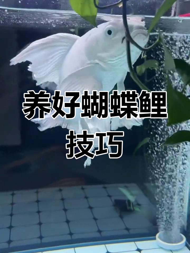 蝴蝶鲤如何养出大尾效果