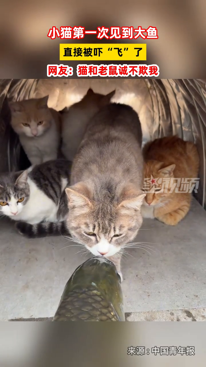 小猫第一次见到大鱼 直接被吓“飞”了 网友:猫和老鼠诚不欺我