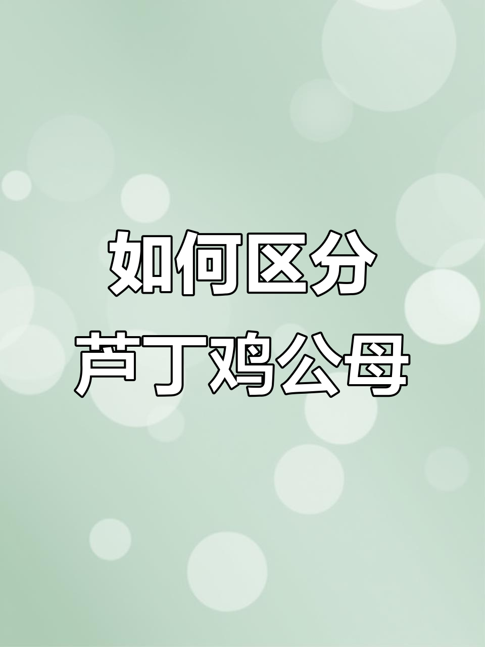 芦丁鸡公母分辨技巧:毛色与围脖的误区