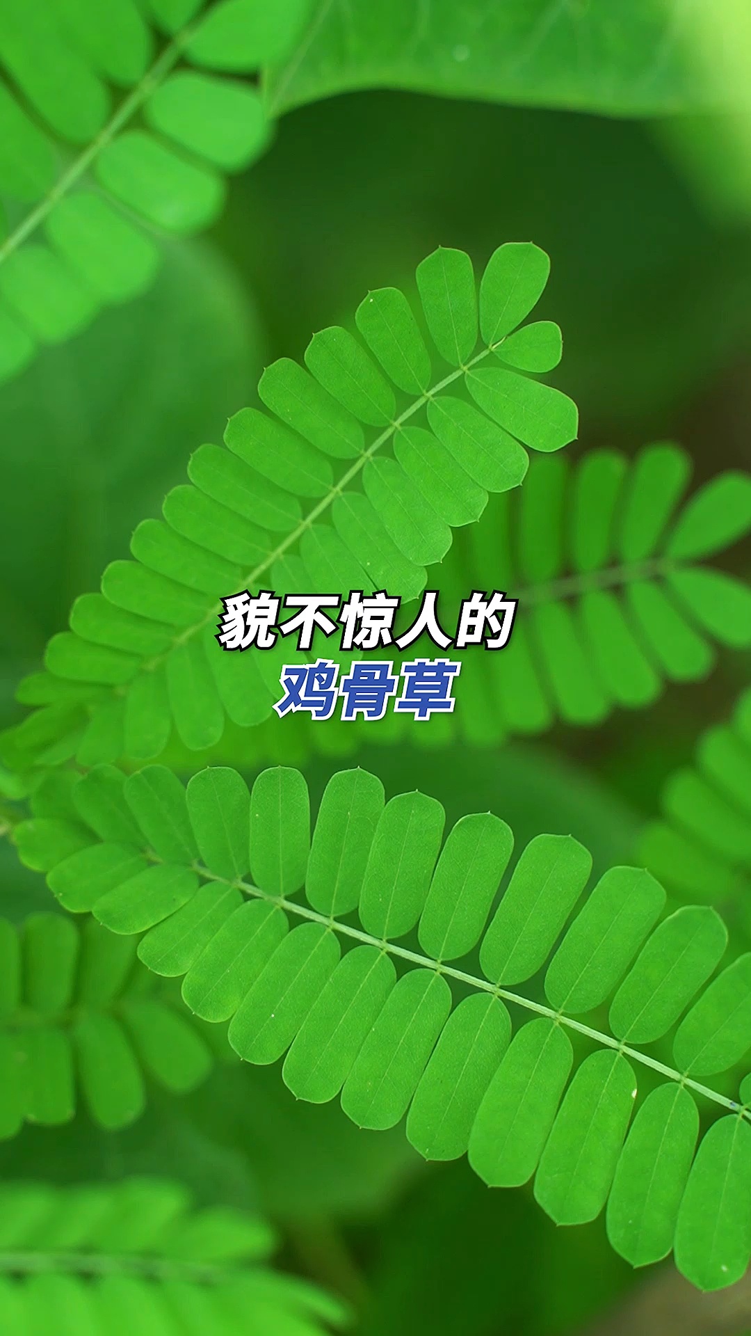 夏天少不了用鸡骨草煲汤