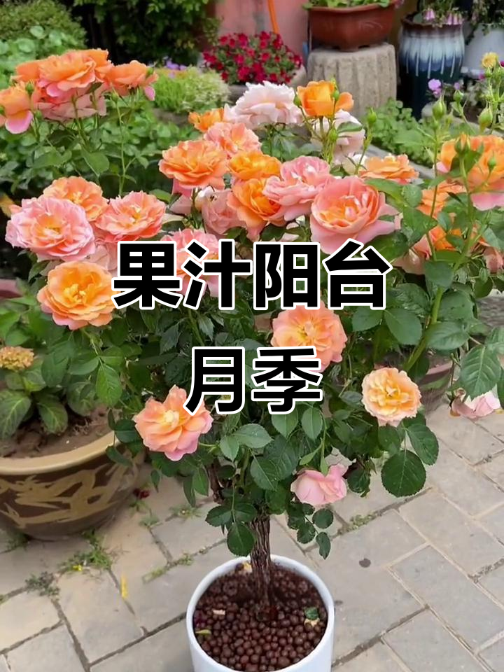 全年开花,果汁阳台月季让你爱不释手