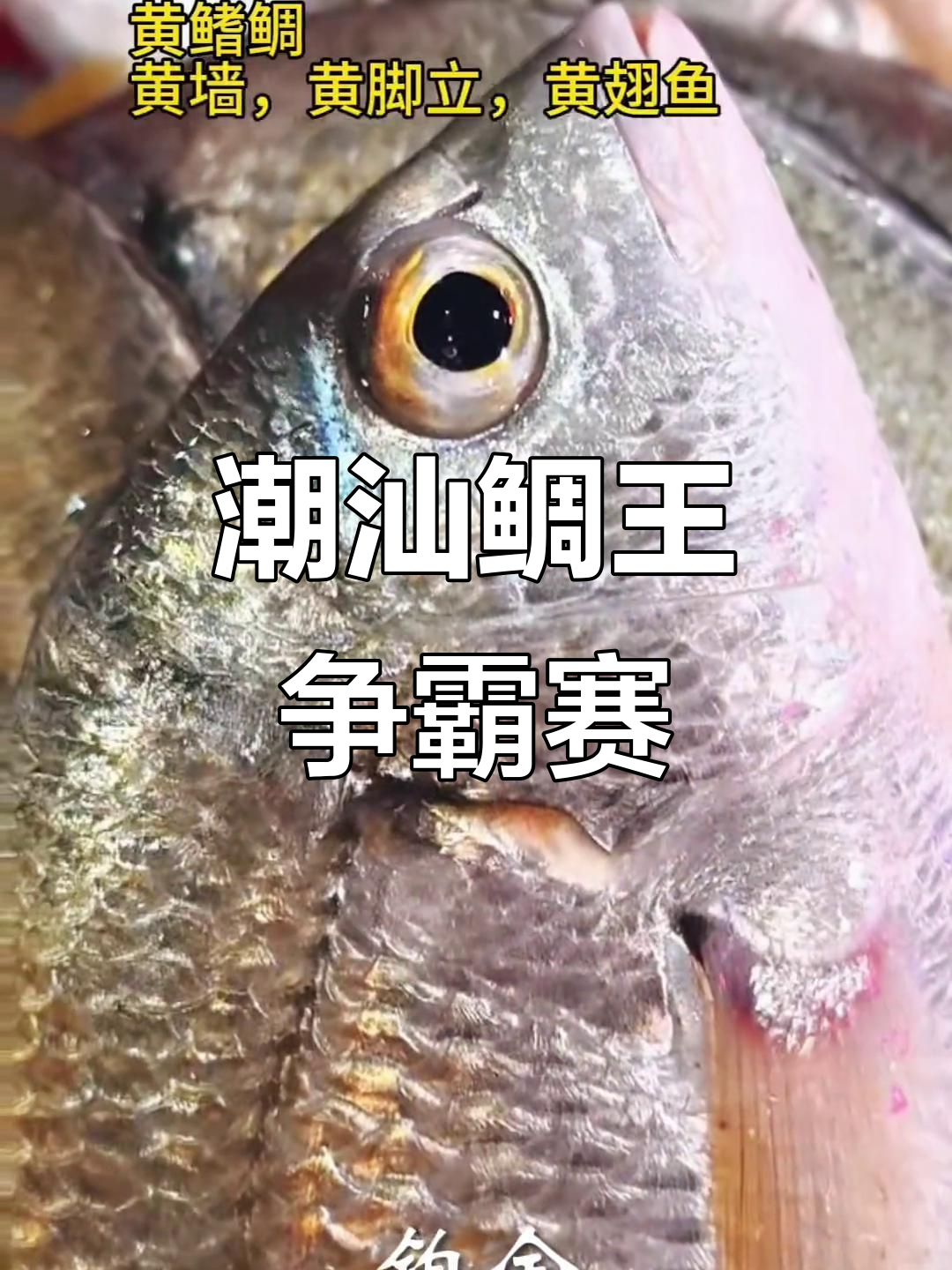 潮汕鲷鱼大揭秘:从黑铁到钻石,哪种才是王者?