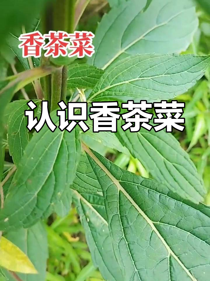 香茶菜的独特魅力与生态特征