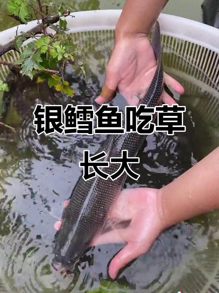 吃草能长一米多,淡水银鳕鱼养殖新发现