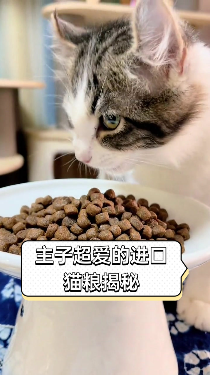 主子超爱的进口猫粮揭秘