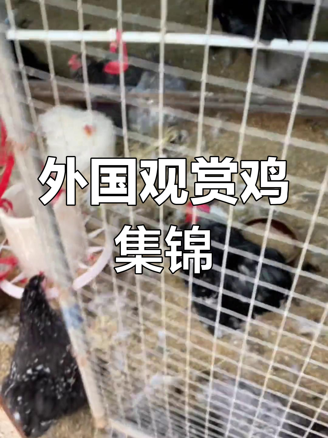 外国鸡品种大揭秘,黑天鹅、西班牙白脸鸡等齐聚农家院