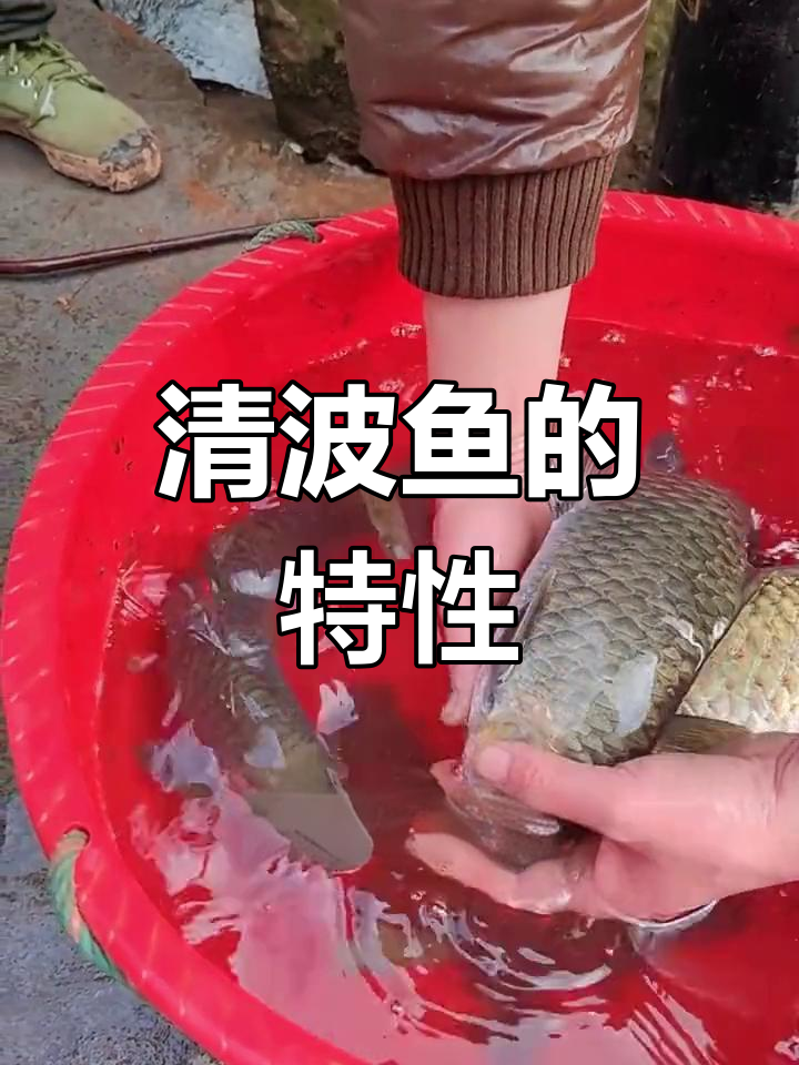 清波鱼,草食性鱼类,生长迅速,养殖简单