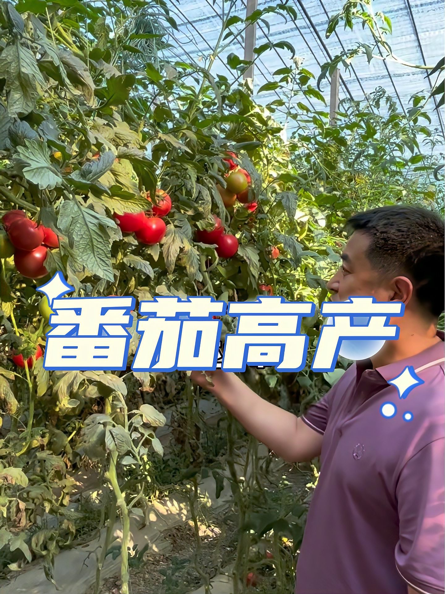 如何让番茄一直长势很旺，秘诀就是这几条！王友福 蔬菜种植管理技术科普 番茄种植 西红柿种植