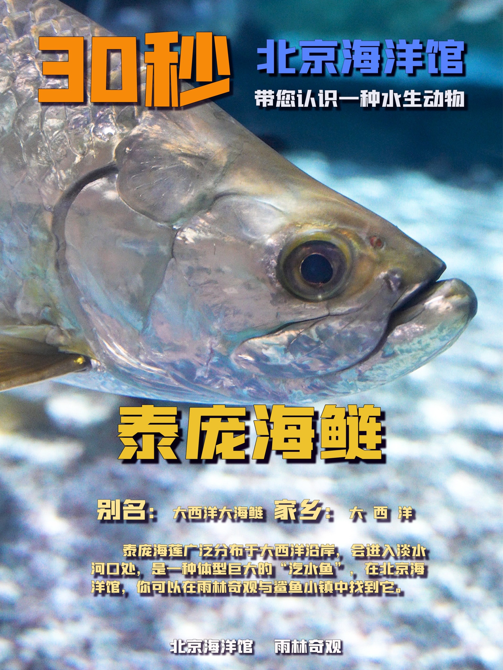 30秒带您认识一种水生动物——泰庞海鲢