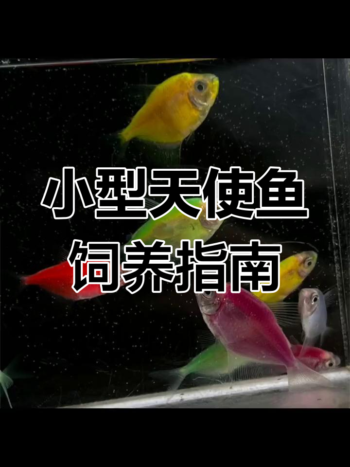 适合新手的小型热带鱼推荐:天使鱼的种类与养护技巧