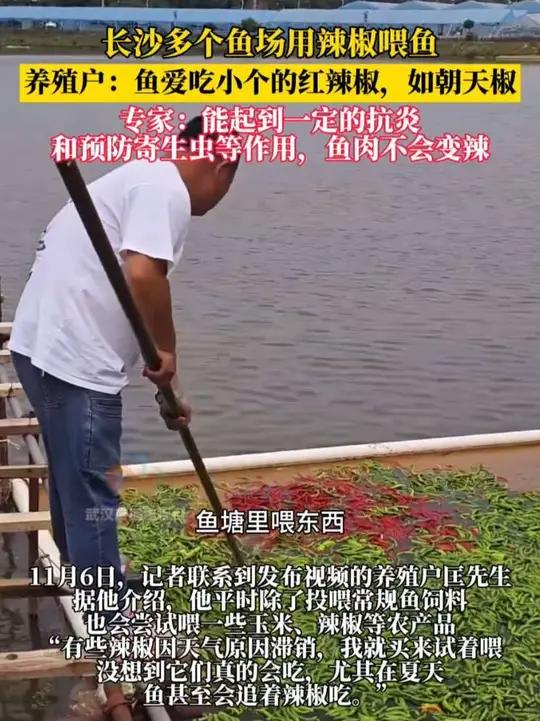 养殖户：鱼儿爱吃小个的红辣椒，如朝天椒。专家：能起到一定的抗炎和预防寄生虫等作用，鱼肉不会