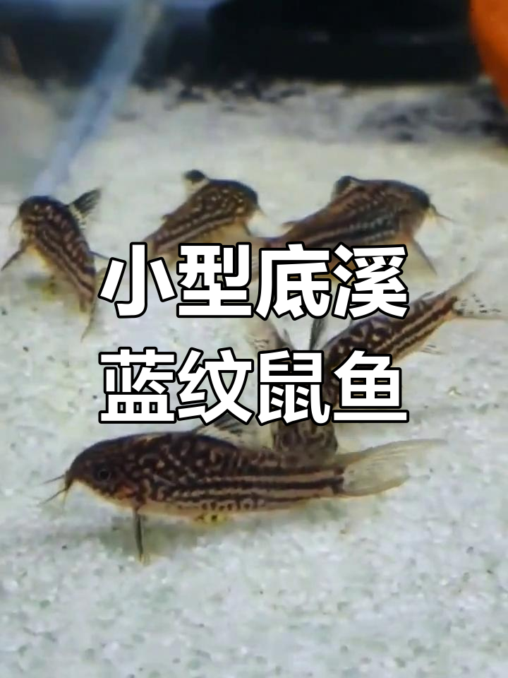 蓝纹鼠鱼:温顺易养,底溪小老鼠般的观赏鱼类