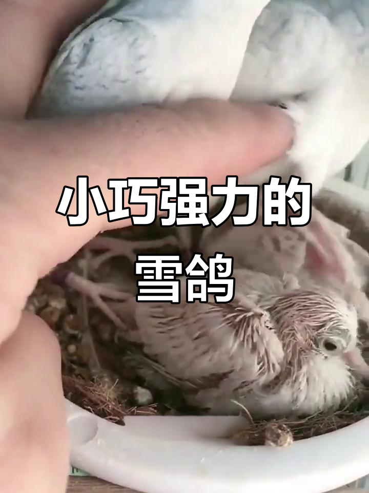 世界上最小的鸽子,繁殖能力惊人,澳大利亚雪鸽可爱又小巧