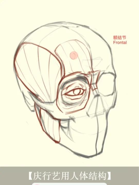 面部肌肉:深入理解眼睛周围的肌肉!