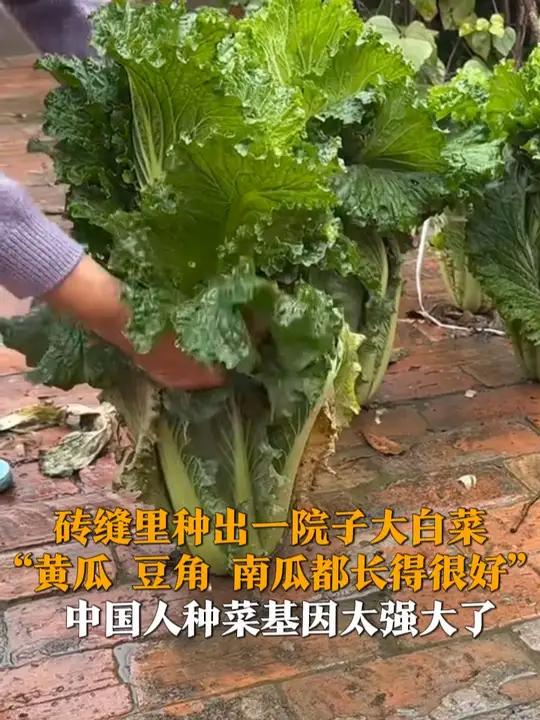 “夹缝中求生存”具象化了!11月25日(采访),河北廊坊,王女士的爸妈在砖缝里种出一院子大