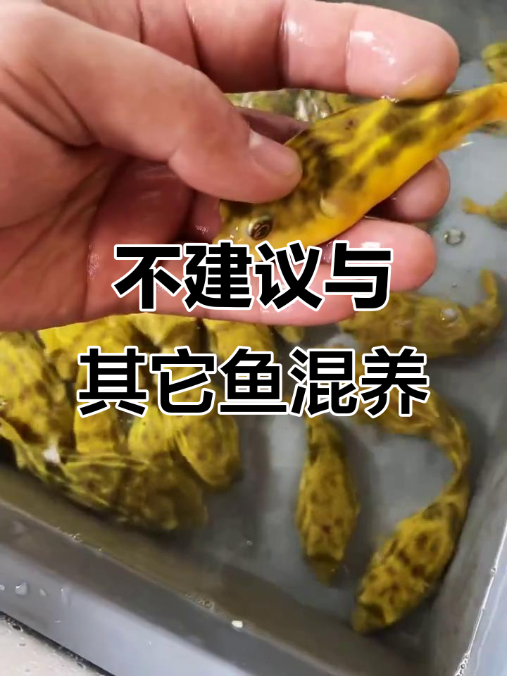 斑马狗头能与其他鱼混养吗?我的建议是不推荐
