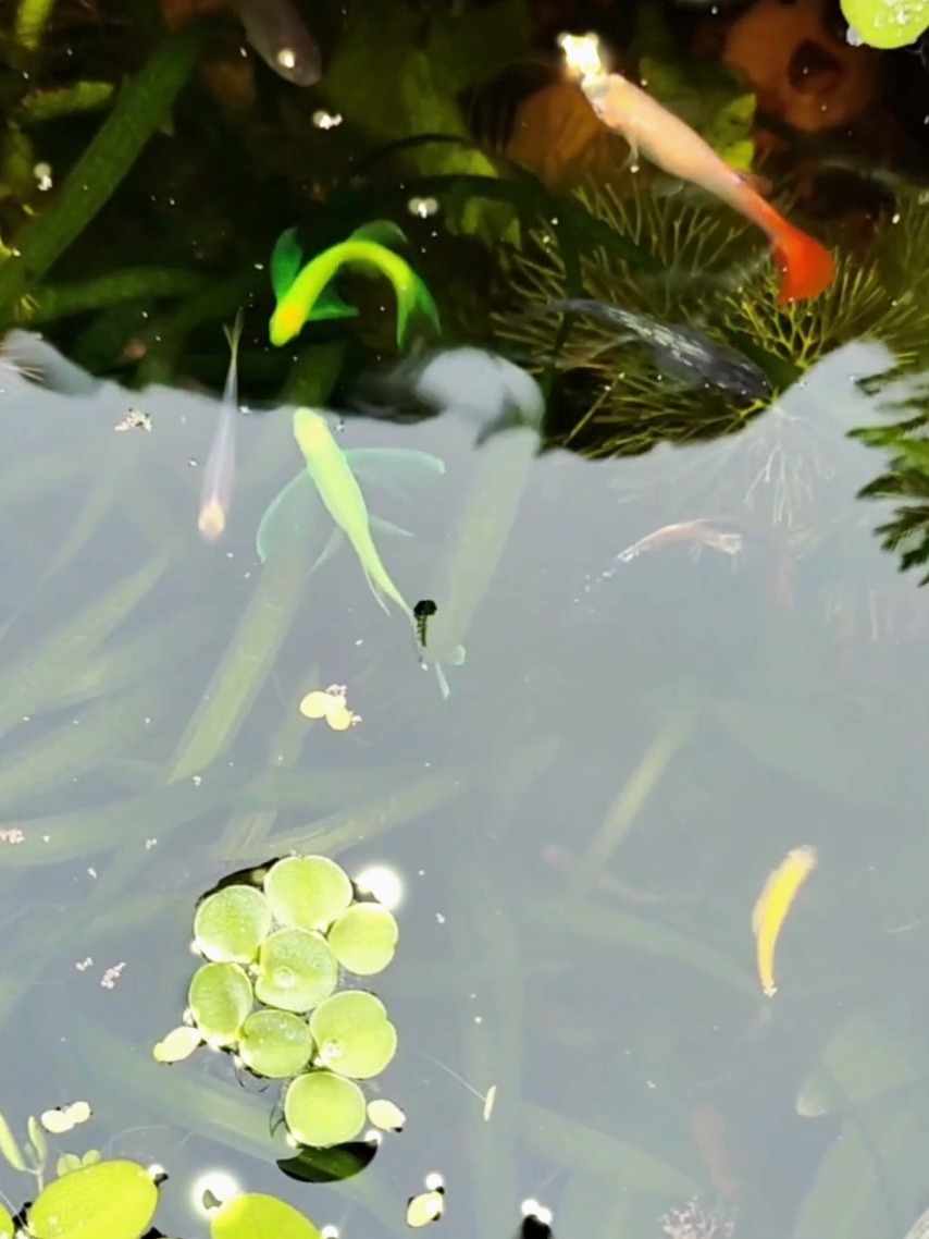 特立独行|翡翠绿色的鱼