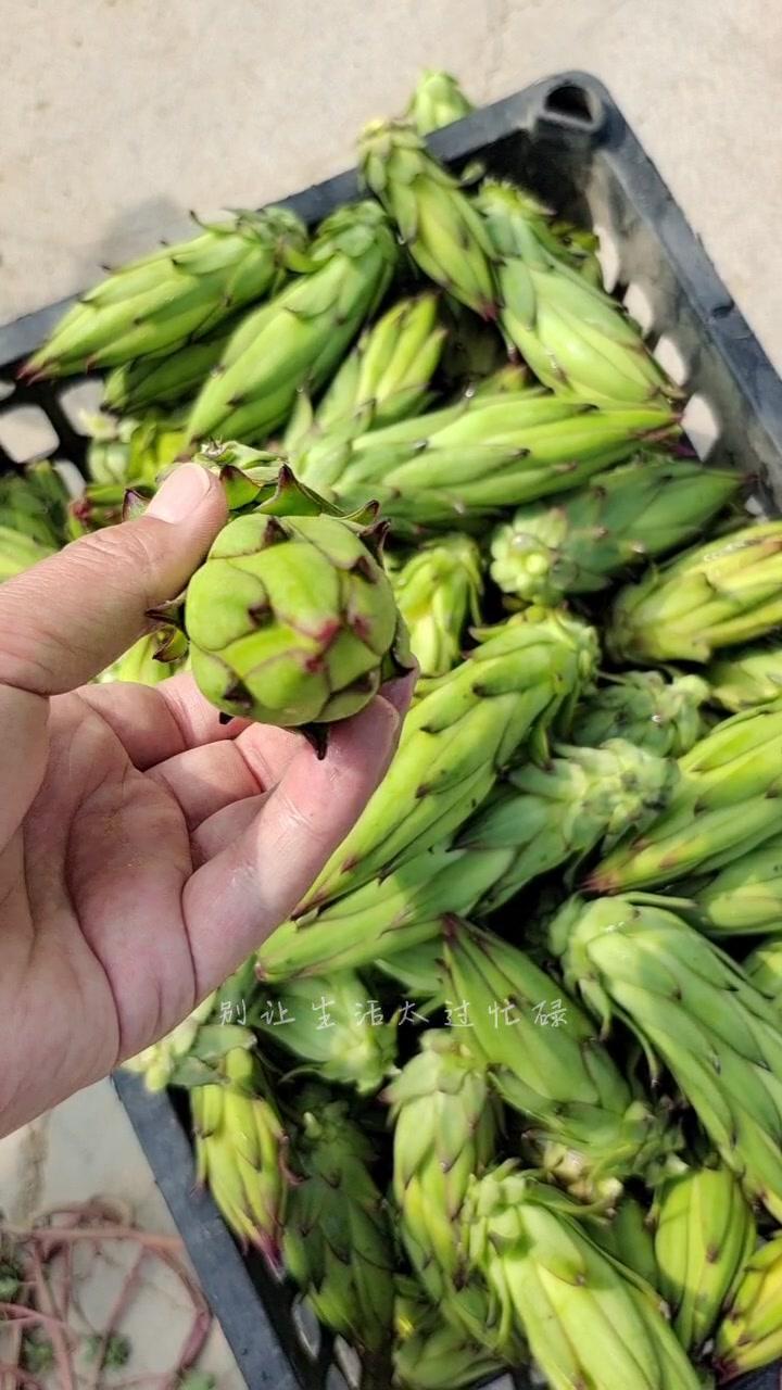 霸王花新鲜火龙果花炖汤煲汤酒店特色食材!