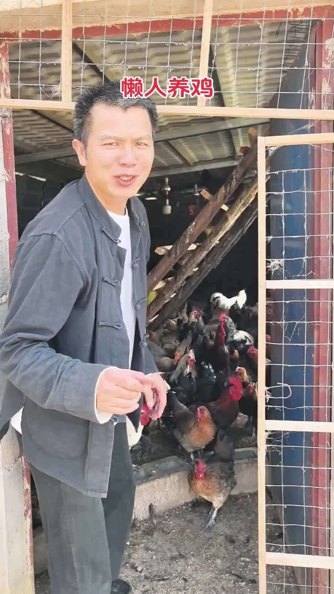 养殖 养鸡 农村散养土鸡 鸡鸭鹅养殖 发酵床 懒人养殖发酵床制作菌种兽用