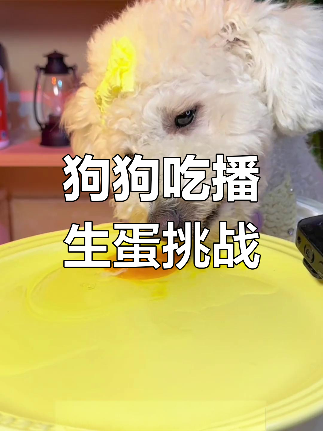 狗狗挑战吃生鸡蛋,表情超搞笑