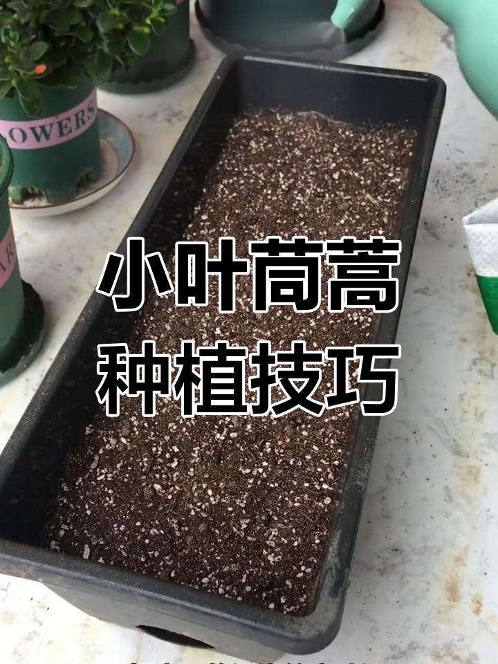阳台种小叶茼蒿,简单步骤教你如何种植黄帝菜