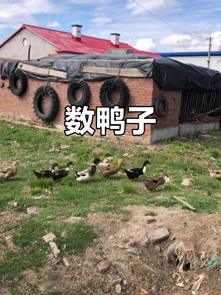 门前鸭群大集合,数一数有几只?