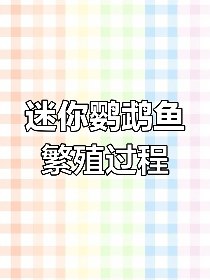 迷你鹦鹉鱼产卵到孵化全过程,细节揭秘
