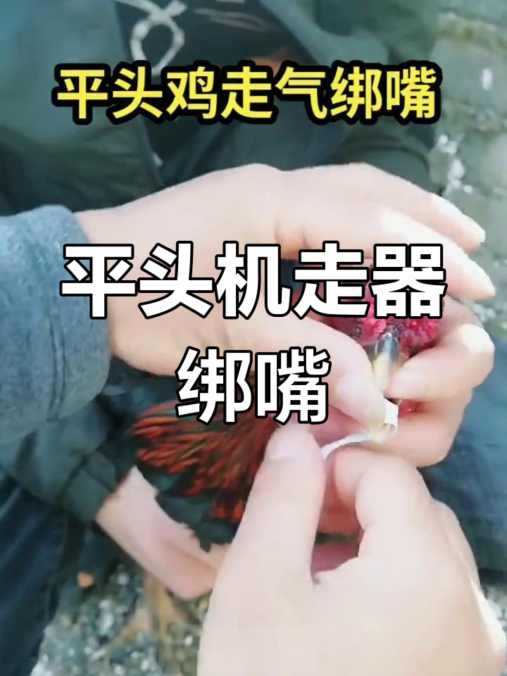 斗鸡嘴部绑法教程
