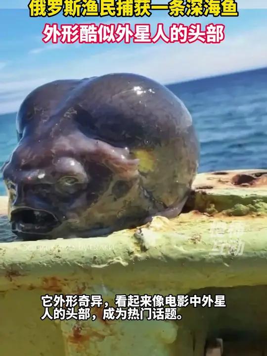 俄罗斯渔民捕获一条深海鱼,外形酷似外星人的头部