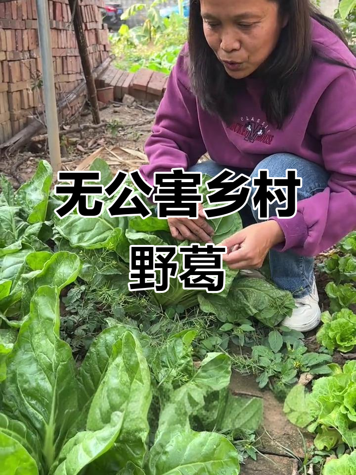 乡村野葛菜,你见过吗?无公害蔬菜的秘密