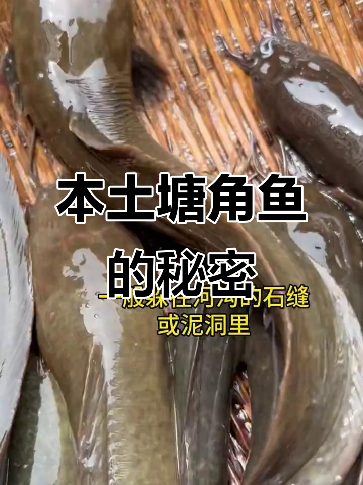 本地塘角鱼:误以为是垃圾,其实是美味入侵物种