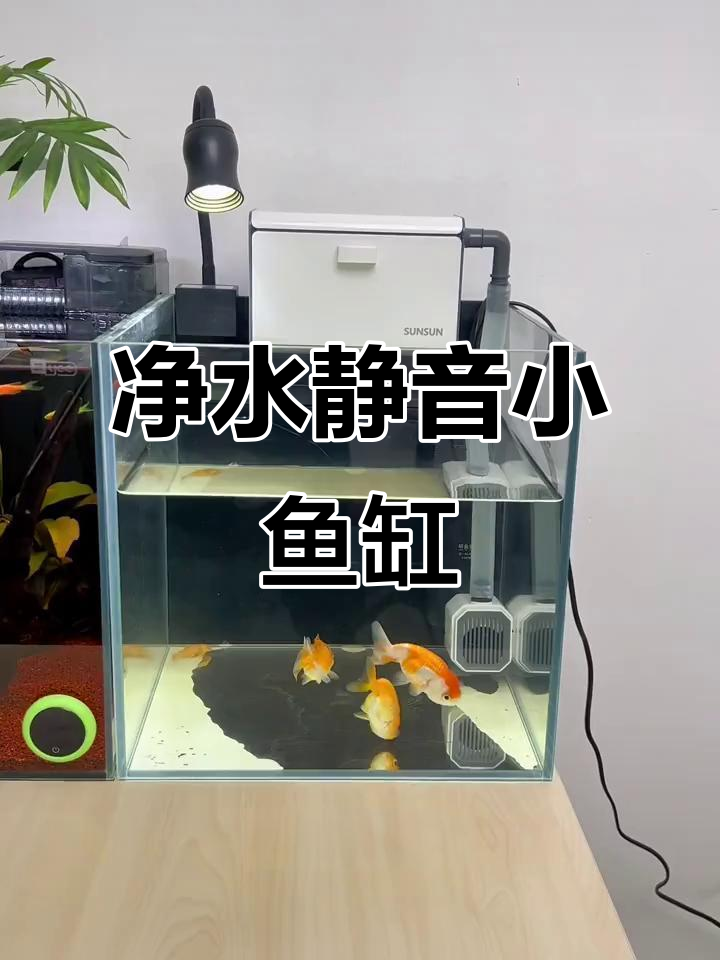 小鱼缸设计,干湿分离让水质更清澈,静音出水效果超赞