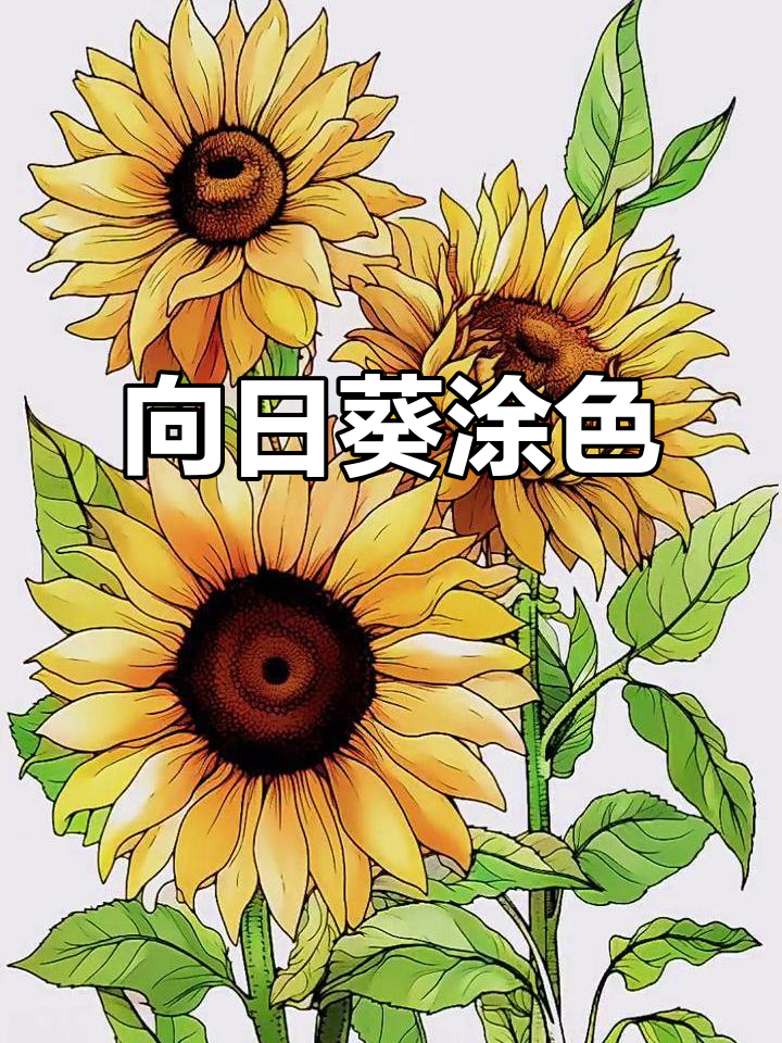 每日涂色画:向日葵的美丽色彩