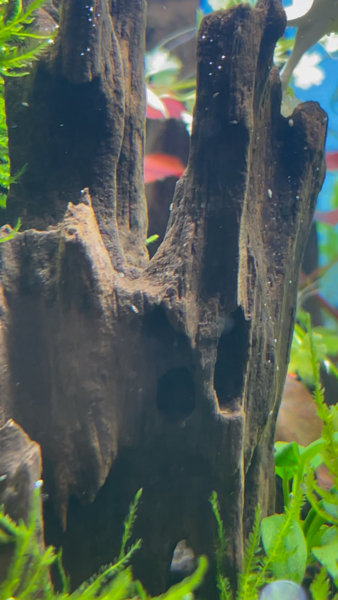 水草缸里的这些小虫子是什么虫子