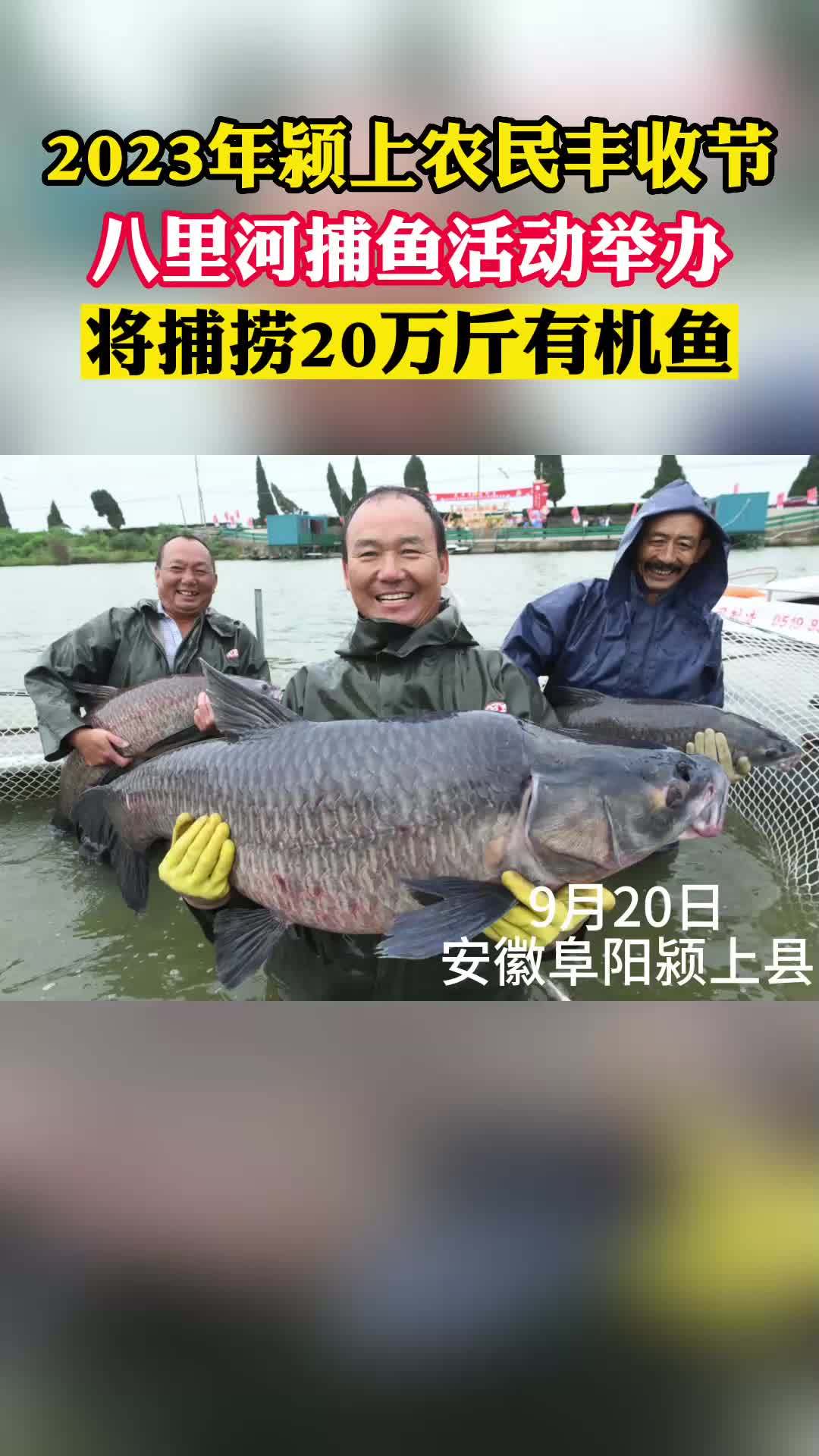 场面喜庆热闹!2023年颍上农民丰收节八里河捕鱼活动举办,将捕捞20万斤有机鱼 安徽