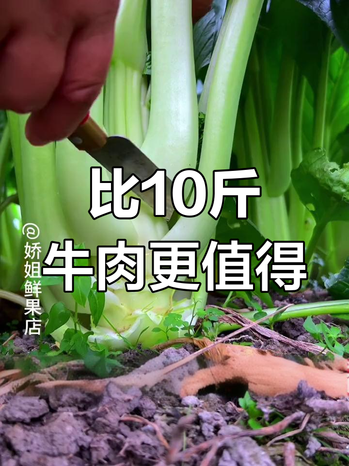 连州菜心:比十斤牛肉还值,割不完的丰收季节