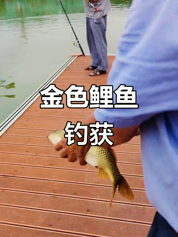 微华创新钓鱼:金色鲤鱼大肚妈妈惊艳登场