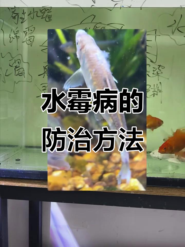 观赏鱼水霉病全解析：症状、原因与治疗方法
