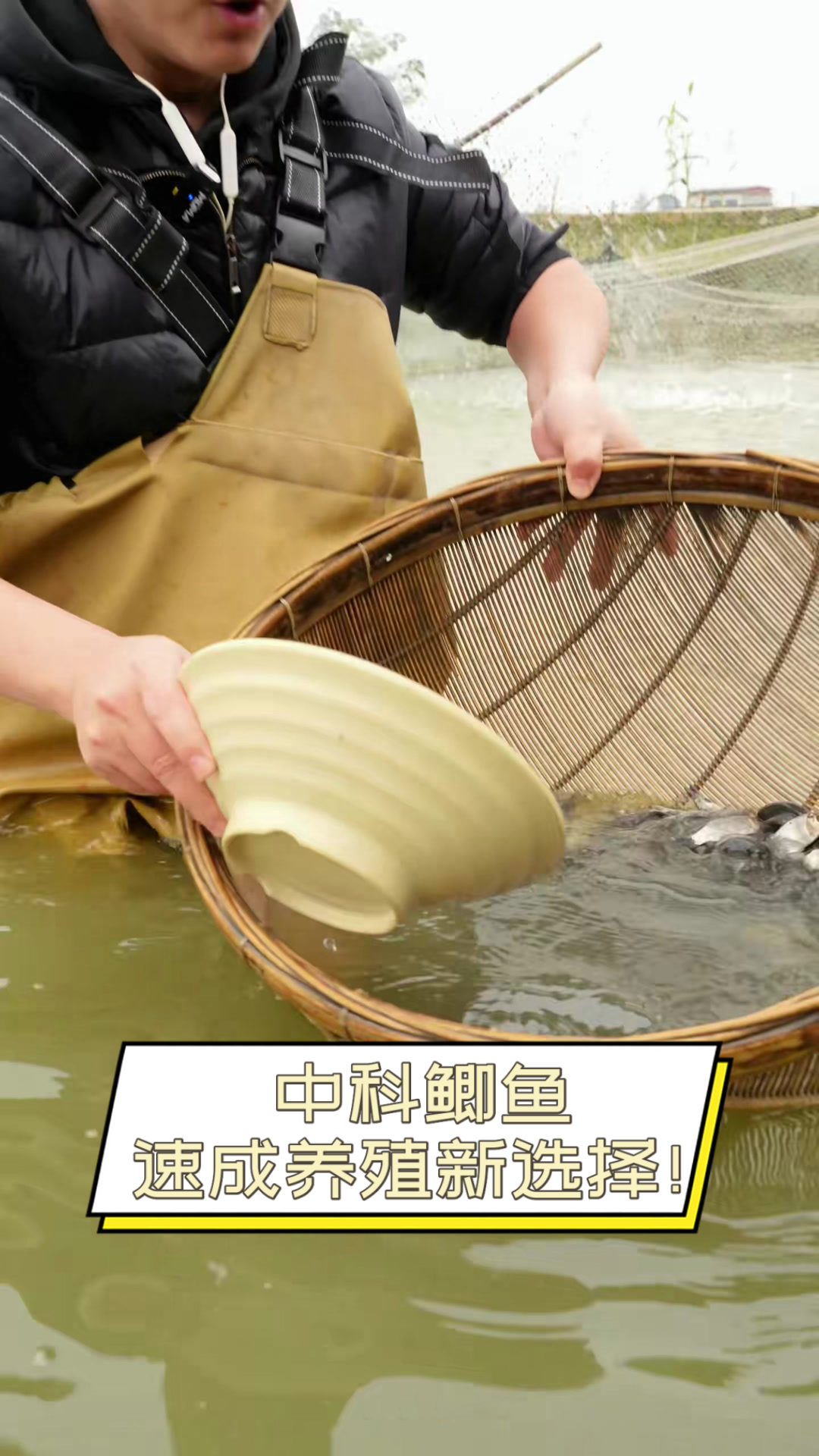 中科鲫鱼，速成养殖新选择！