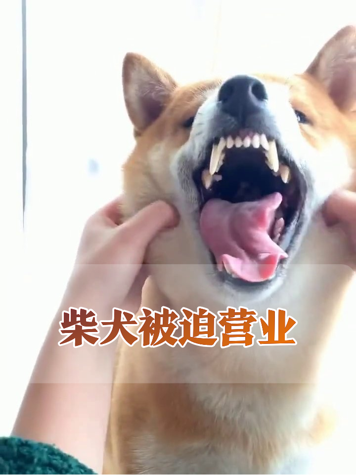 柴犬被撸出表情包:龇牙警告变摆烂,人类的手能不能停?